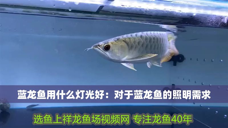 藍龍魚用什么燈光好：對于藍龍魚的照明需求