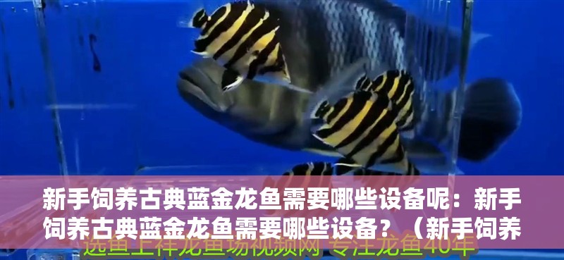 新手飼養古典藍金龍魚需要哪些設備呢：新手飼養古典藍金龍魚需要哪些設備？（新手飼養古典藍金龍魚需要哪些設備，）