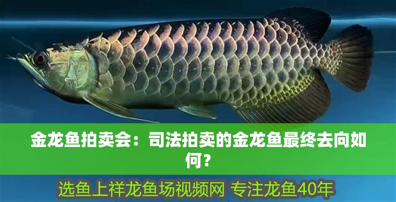 金龍魚拍賣會：司法拍賣的金龍魚最終去向如何？