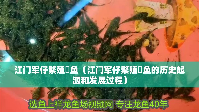江門軍仔繁殖魟魚（江門軍仔繁殖魟魚的歷史起源和發展過程）