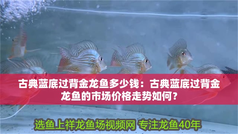 古典藍底過背金龍魚多少錢：古典藍底過背金龍魚的市場價格走勢如何？