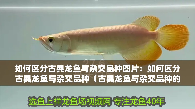 如何區分古典龍魚與雜交品種圖片：如何區分古典龍魚與雜交品種（古典龍魚與雜交品種的區分古典龍魚與雜交品種的區別）