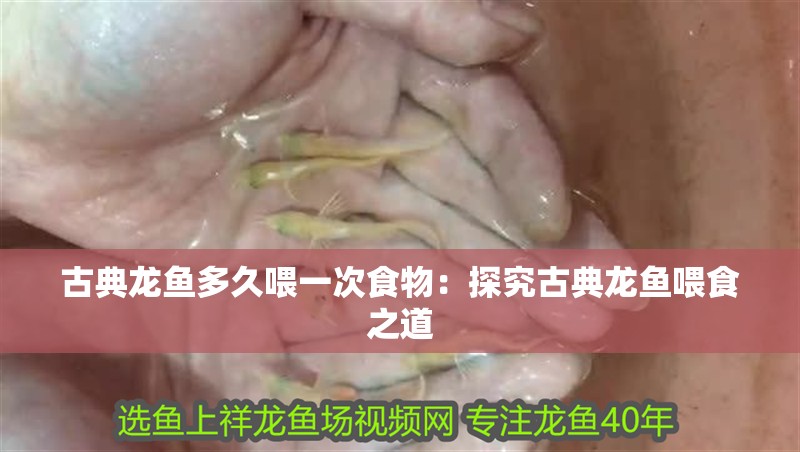 古典龍魚多久喂一次食物：探究古典龍魚喂食之道