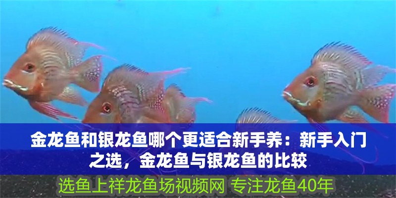 金龍魚(yú)和銀龍魚(yú)哪個(gè)更適合新手養(yǎng)：新手入門(mén)之選，金龍魚(yú)與銀龍魚(yú)的比較