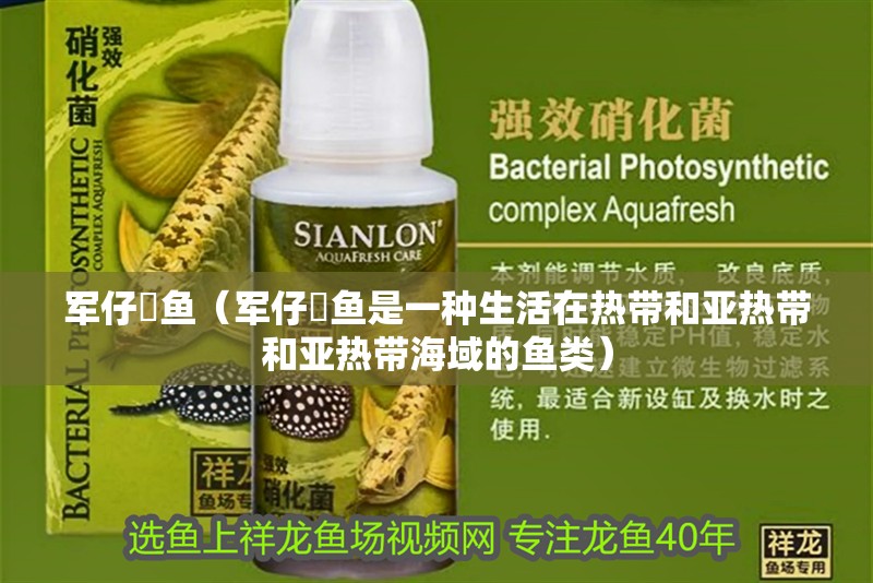 軍仔魟魚（軍仔魟魚是一種生活在熱帶和亞熱帶和亞熱帶海域的魚類）