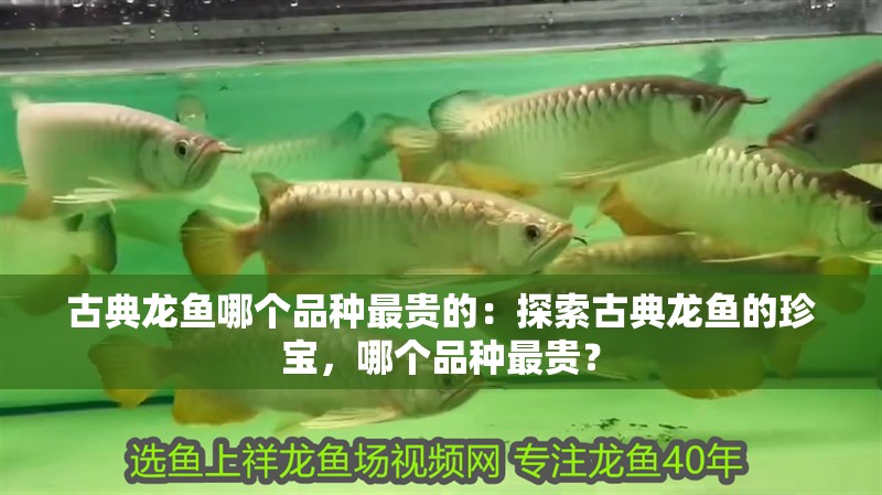 古典龍魚哪個品種最貴的：探索古典龍魚的珍寶，哪個品種最貴？
