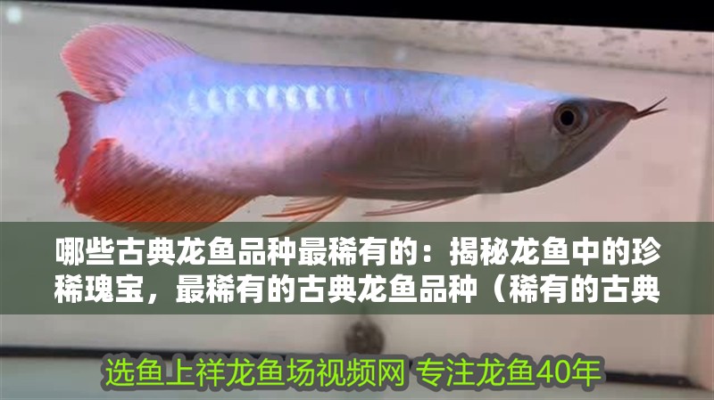 哪些古典龍魚品種最稀有的：揭秘龍魚中的珍稀瑰寶，最稀有的古典龍魚品種（稀有的古典龍魚）