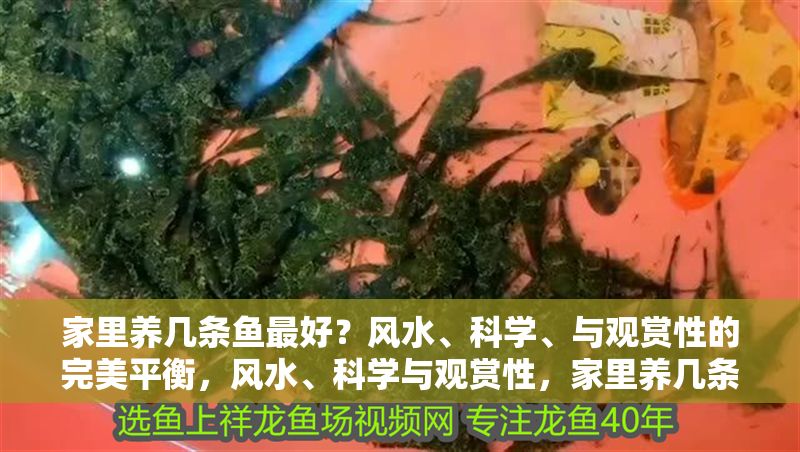 家里養幾條魚最好？風水、科學、與觀賞性的完美平衡，風水、科學與觀賞性，家里養幾條魚最合適？