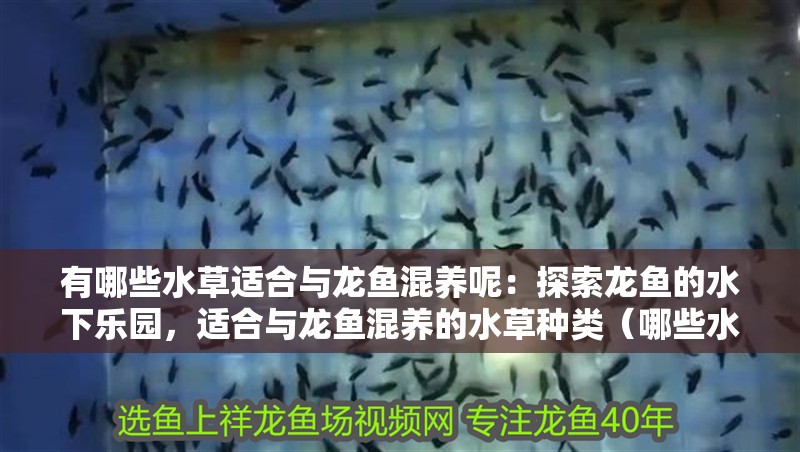 有哪些水草適合與龍魚混養(yǎng)呢：探索龍魚的水下樂園，適合與龍魚混養(yǎng)的水草種類（哪些水草適合與龍魚共處） 有哪些水草適合與龍魚混養(yǎng)呢：探索龍魚的水下樂園，適合與龍魚混養(yǎng)的水草種類（哪些水草適合與龍魚共處） 水族問答