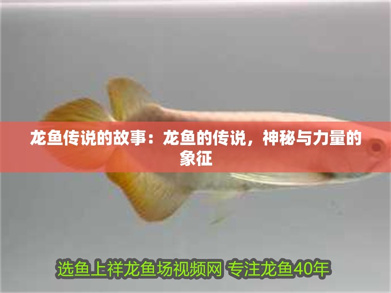 龍魚傳說的故事：龍魚的傳說，神秘與力量的象征