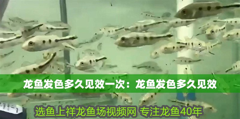 龍魚發(fā)色多久見效一次：龍魚發(fā)色多久見效