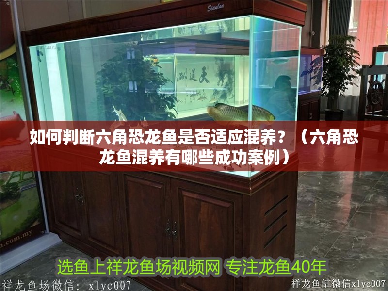 如何判斷六角恐龍魚是否適應混養？（六角恐龍魚混養有哪些成功案例）