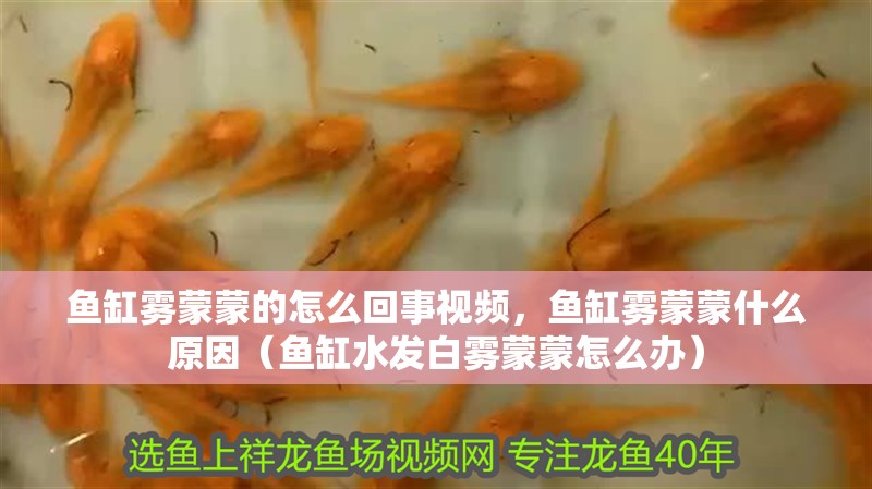魚缸霧蒙蒙的怎么回事視頻，魚缸霧蒙蒙什么原因（魚缸水發白霧蒙蒙怎么辦）