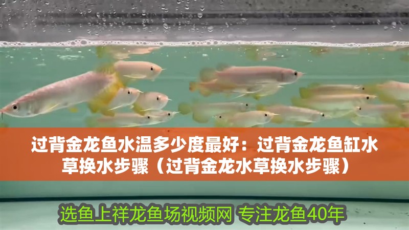 過背金龍魚水溫多少度最好：過背金龍魚缸水草換水步驟（過背金龍水草換水步驟）