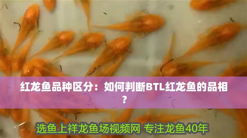 紅龍魚(yú)品種區(qū)分：如何判斷BTL紅龍魚(yú)的品相？