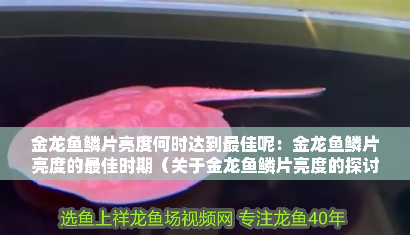 金龍魚鱗片亮度何時達到最佳呢：金龍魚鱗片亮度的最佳時期（關(guān)于金龍魚鱗片亮度的探討）