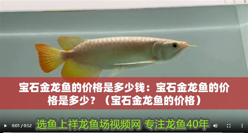 寶石金龍魚(yú)的價(jià)格是多少錢：寶石金龍魚(yú)的價(jià)格是多少？（寶石金龍魚(yú)的價(jià)格）