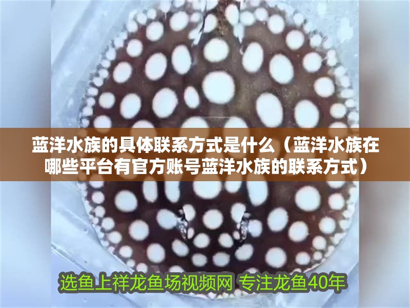 藍洋水族的具體聯系方式是什么（藍洋水族在哪些平臺有官方賬號藍洋水族的聯系方式）