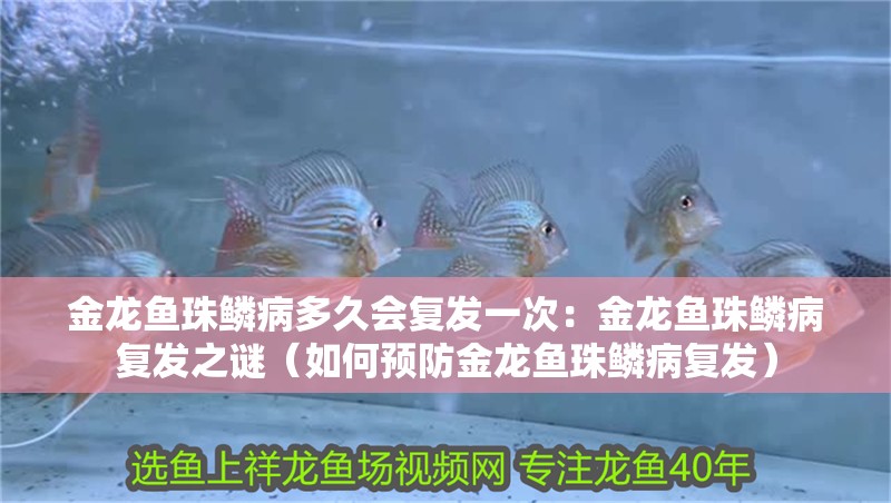 金龍魚珠鱗病多久會復發一次：金龍魚珠鱗病復發之謎（如何預防金龍魚珠鱗病復發）