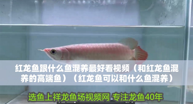 紅龍魚跟什么魚混養最好看視頻（和紅龍魚混養的高端魚）（紅龍魚可以和什么魚混養）