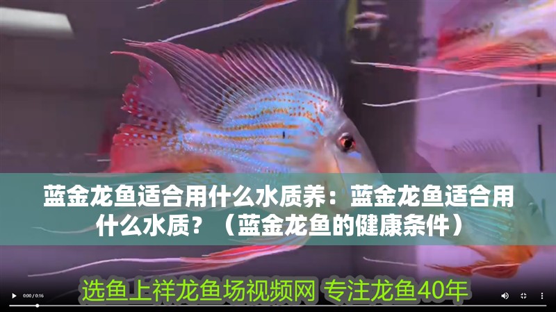 藍金龍魚適合用什么水質養：藍金龍魚適合用什么水質？（藍金龍魚的健康條件）