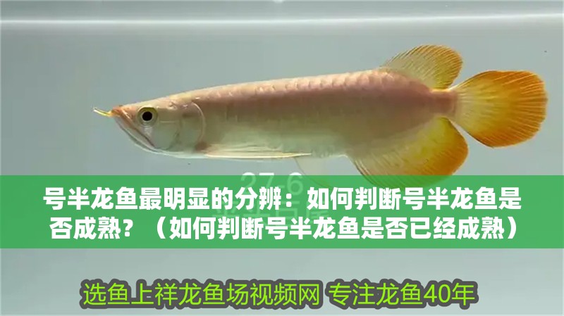號半龍魚最明顯的分辨：如何判斷號半龍魚是否成熟？（如何判斷號半龍魚是否已經成熟）
