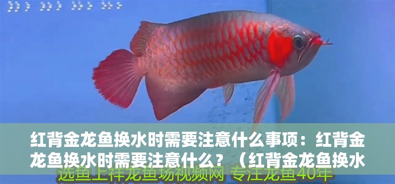 紅背金龍魚換水時需要注意什么事項(xiàng)：紅背金龍魚換水時需要注意什么？（紅背金龍魚換水時需要注意什么事項(xiàng)，紅背金龍魚換水需要注意什么）