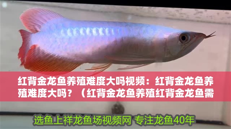 紅背金龍魚養殖難度大嗎視頻：紅背金龍魚養殖難度大嗎？（紅背金龍魚養殖紅背金龍魚需要定期進行健康檢查及養殖技術）