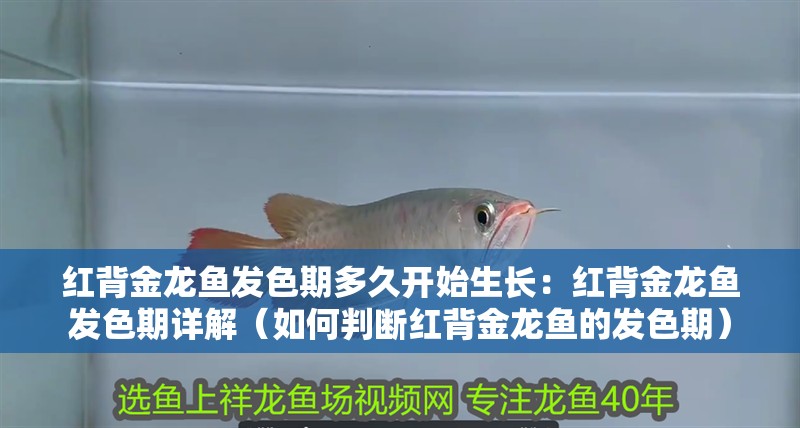 紅背金龍魚發色期多久開始生長：紅背金龍魚發色期詳解（如何判斷紅背金龍魚的發色期）