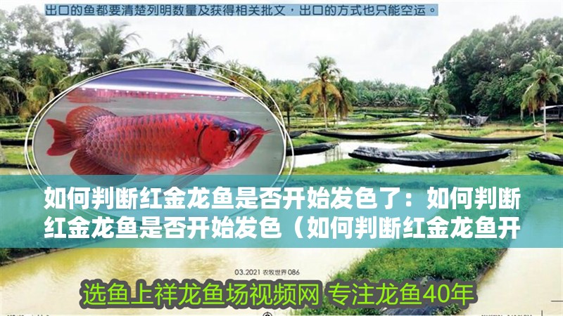 如何判斷紅金龍魚是否開始發色了：如何判斷紅金龍魚是否開始發色（如何判斷紅金龍魚開始發色）