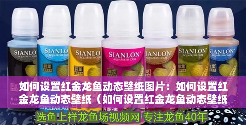 如何設置紅金龍魚動態壁紙圖片：如何設置紅金龍魚動態壁紙（如何設置紅金龍魚動態壁紙）