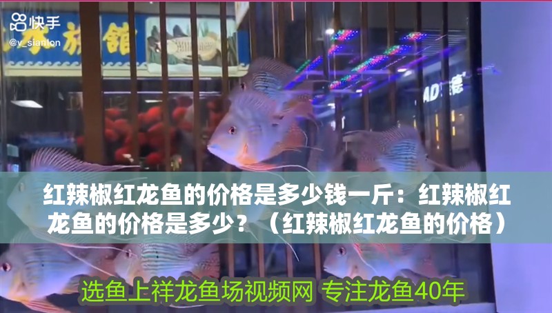 紅辣椒紅龍魚的價格是多少錢一斤：紅辣椒紅龍魚的價格是多少？（紅辣椒紅龍魚的價格）