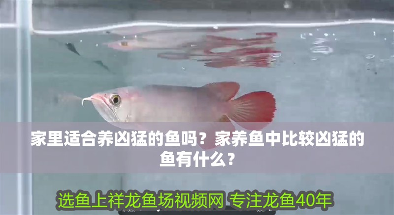 家里適合養兇猛的魚嗎？家養魚中比較兇猛的魚有什么？ 家里適合養兇猛的魚嗎？家養魚中比較兇猛的魚有什么？ 觀賞魚百科