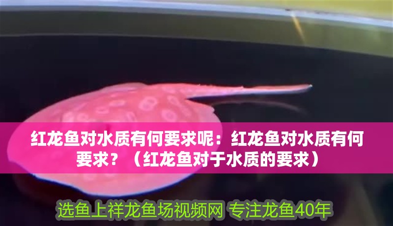 紅龍魚對(duì)水質(zhì)有何要求呢：紅龍魚對(duì)水質(zhì)有何要求？（紅龍魚對(duì)于水質(zhì)的要求）