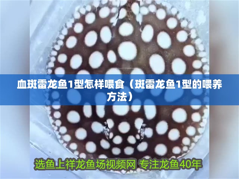 血斑雷龍魚1型怎樣喂食（斑雷龍魚1型的喂養(yǎng)方法）