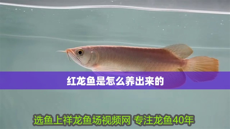 紅龍魚是怎么養出來的