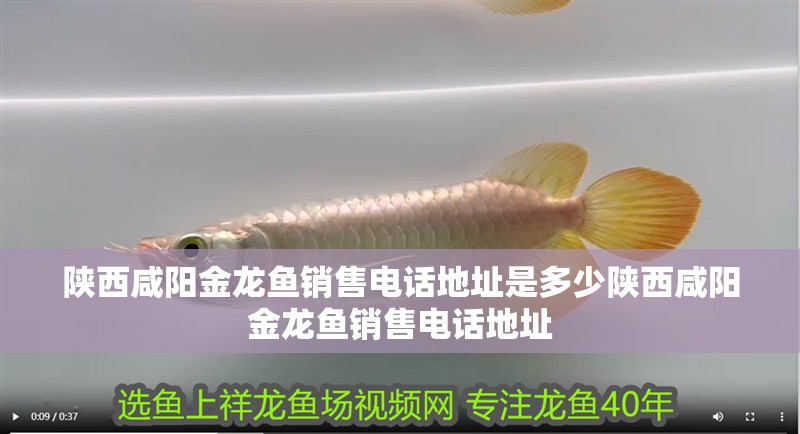 陜西咸陽金龍魚銷售電話地址是多少陜西咸陽金龍魚銷售電話地址