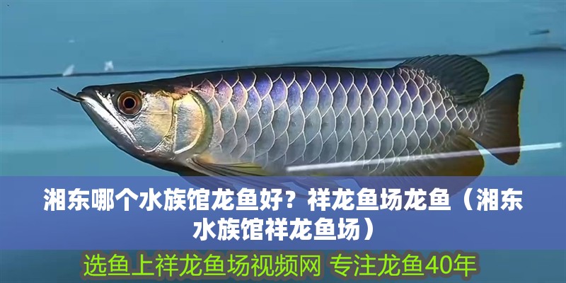 湘東哪個水族館龍魚好？祥龍魚場龍魚（湘東水族館祥龍魚場）