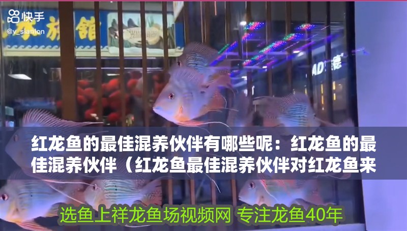 紅龍魚的最佳混養伙伴有哪些呢：紅龍魚的最佳混養伙伴（紅龍魚最佳混養伙伴對紅龍魚來說是一種美麗的熱帶魚）