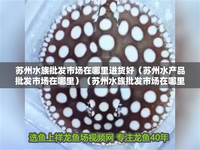 蘇州水族批發市場在哪里進貨好（蘇州水產品批發市場在哪里）（蘇州水族批發市場在哪里進的貨好）