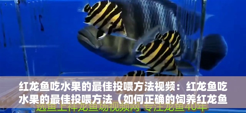 紅龍魚吃水果的最佳投喂方法視頻：紅龍魚吃水果的最佳投喂方法（如何正確的飼養(yǎng)紅龍魚）