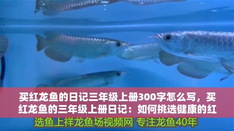 買紅龍魚的日記三年級上冊300字怎么寫，買紅龍魚的三年級上冊日記：如何挑選健康的紅龍魚