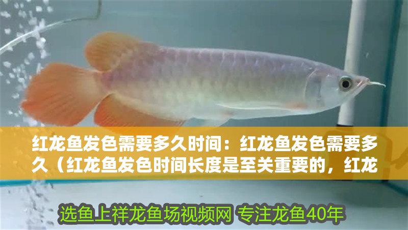紅龍魚發色需要多久時間：紅龍魚發色需要多久（紅龍魚發色時間長度是至關重要的，紅龍魚發色時間長度是至關重要）