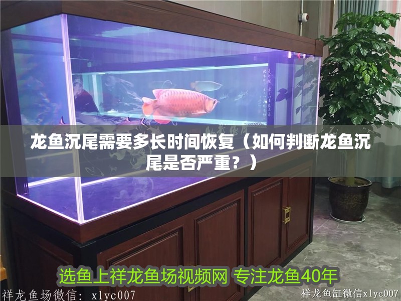 龍魚沉尾需要多長時間恢復（如何判斷龍魚沉尾是否嚴重？）