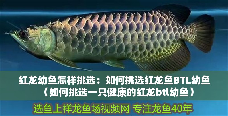 紅龍幼魚怎樣挑選：如何挑選紅龍魚BTL幼魚（如何挑選一只健康的紅龍btl幼魚）