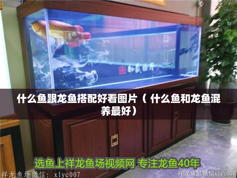 什么魚跟龍魚搭配好看圖片（ 什么魚和龍魚混養(yǎng)最好）