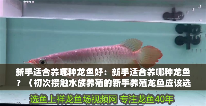 新手適合養(yǎng)哪種龍魚好：新手適合養(yǎng)哪種龍魚？（初次接觸水族養(yǎng)殖的新手養(yǎng)殖龍魚應(yīng)該選擇哪種龍魚好）