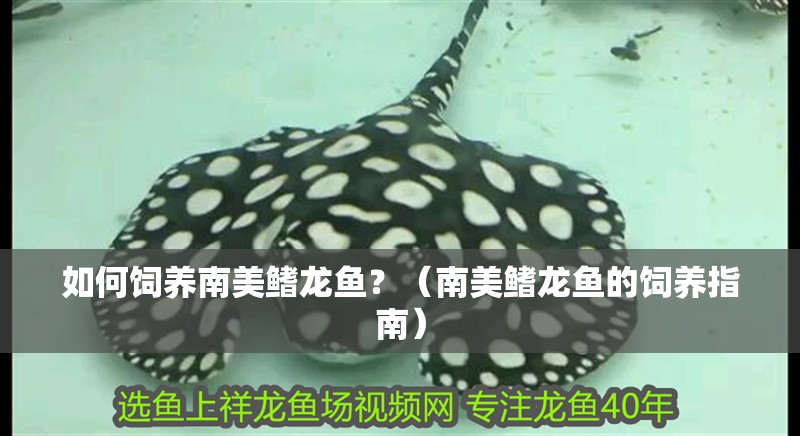 如何飼養(yǎng)南美鰭龍魚？（南美鰭龍魚的飼養(yǎng)指南）