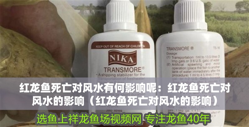 紅龍魚死亡對風水有何影響呢：紅龍魚死亡對風水的影響（紅龍魚死亡對風水的影響）