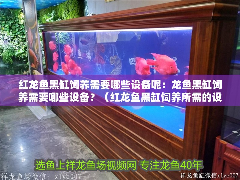 紅龍魚黑缸飼養需要哪些設備呢：龍魚黑缸飼養需要哪些設備？（紅龍魚黑缸飼養所需的設備）